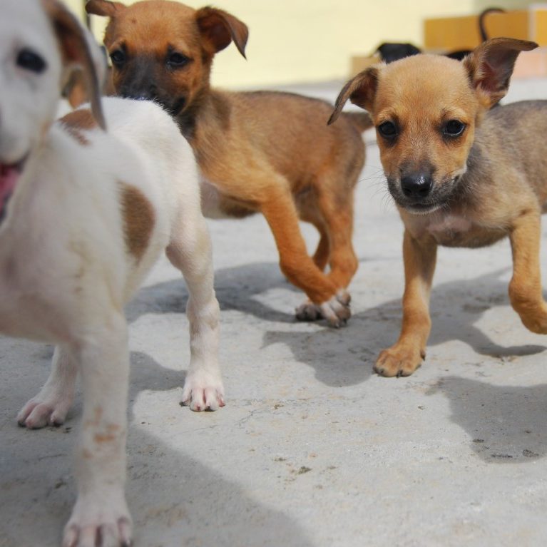 At Timing, you can now take your dog to work